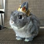 KingBunny